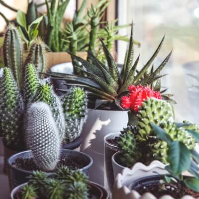 Dozens of potted cacti of varying colours, including green and pink, are arranged together on a window display.