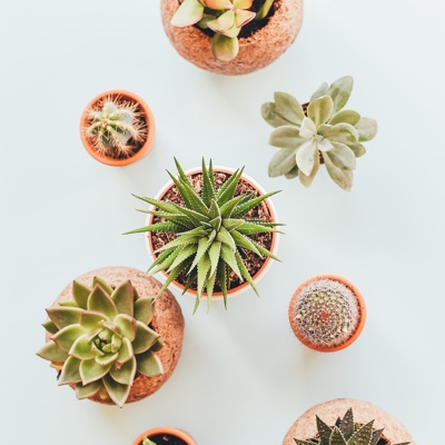 Six different potted green cacti are arranged together on a white table.