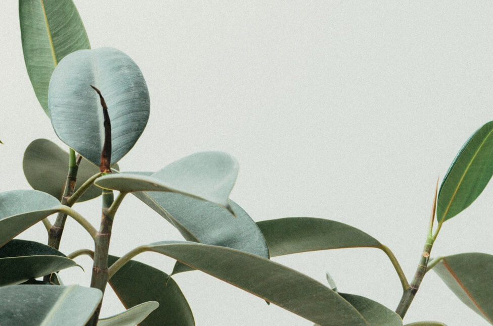 Green leaves of a healthy plant.